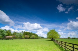 Green Pasture